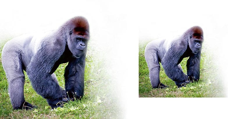 Virunga-National-Park,-goma2 Virunga-National-Park,-goma2