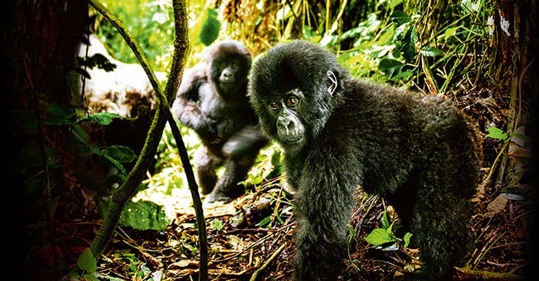 Virunga-National-Park1 Virunga-National-Park1