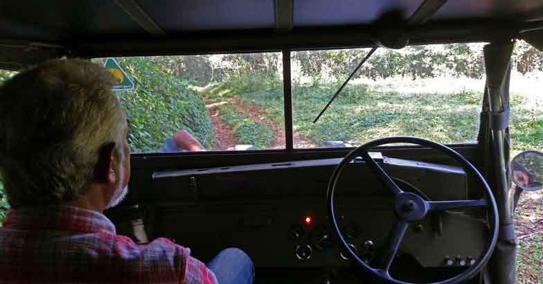 14forest-and-Willys 14forest-and-Willys
