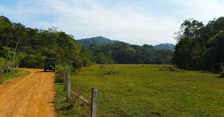 15Vayal-and-Willys- 15Vayal-and-Willys-
