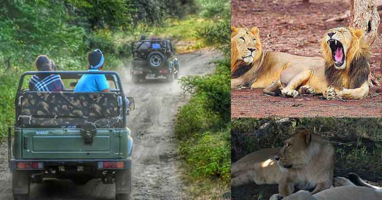 gir-forest gir-forest