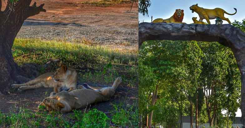 gir-forest4 gir-forest4