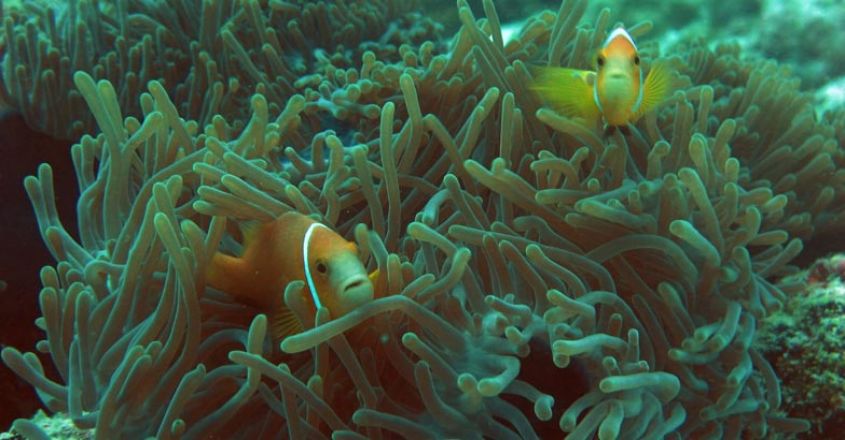 bankaram-Anemone_fish_Lakshadweep