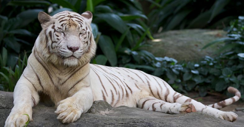 white tiger white tiger