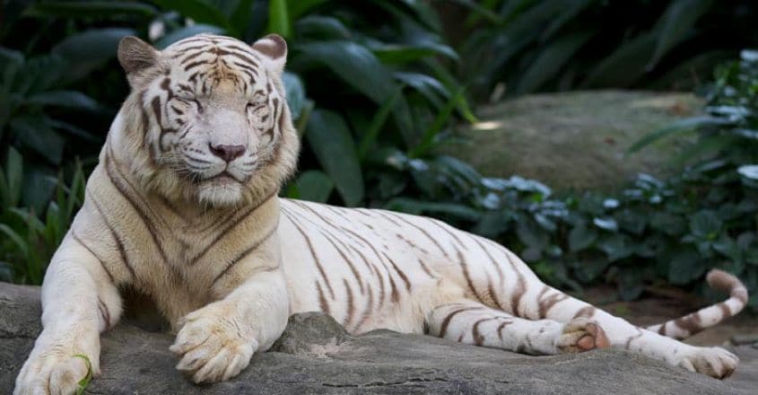 white tiger