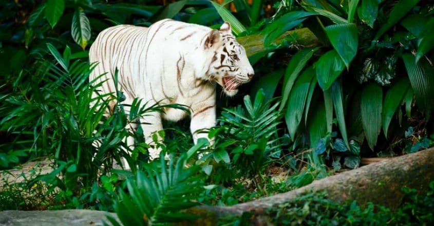 white tiger