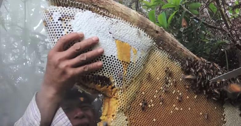 honey-hunt-nepal6 honey-hunt-nepal6