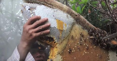 honey-hunt-nepal6 honey-hunt-nepal6