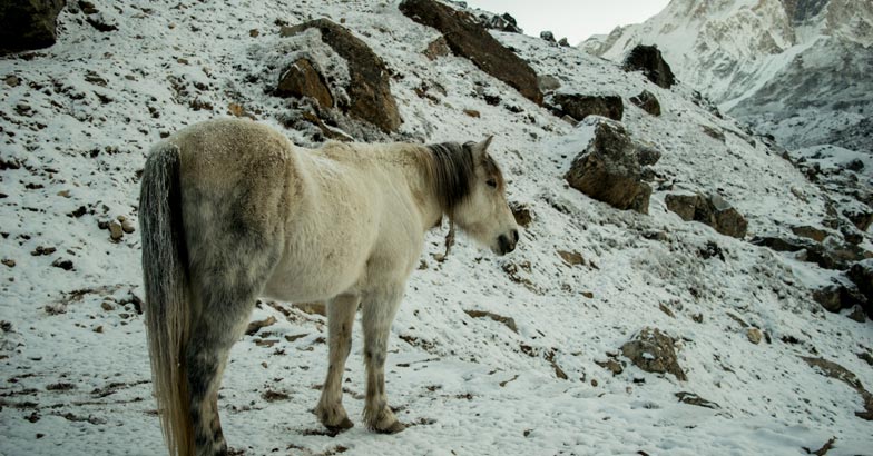 everest4 everest4
