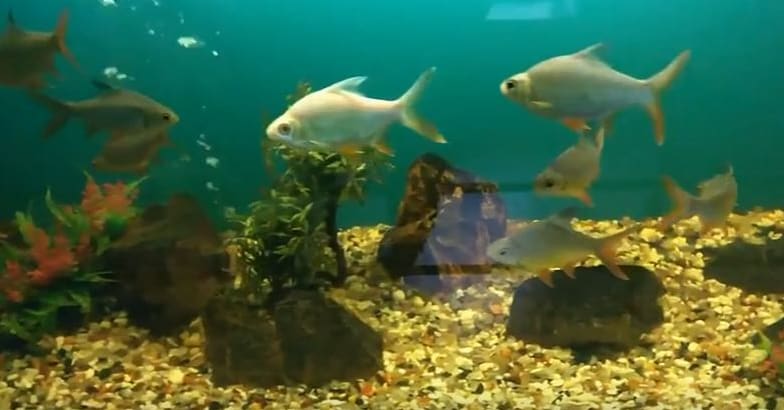 Neyyar-Dam-Aquarium1 Neyyar-Dam-Aquarium1
