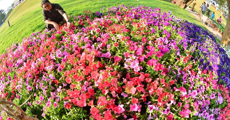 flower-show2 flower-show2
