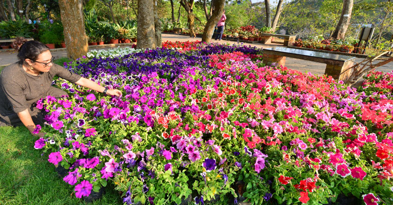 flower-show3 flower-show3
