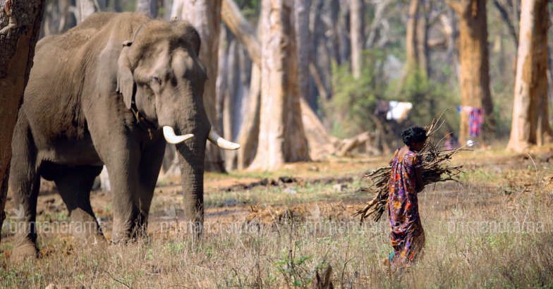 mathigodu-elephant.jpg.image.784.410 mathigodu-elephant.jpg.image.784.410
