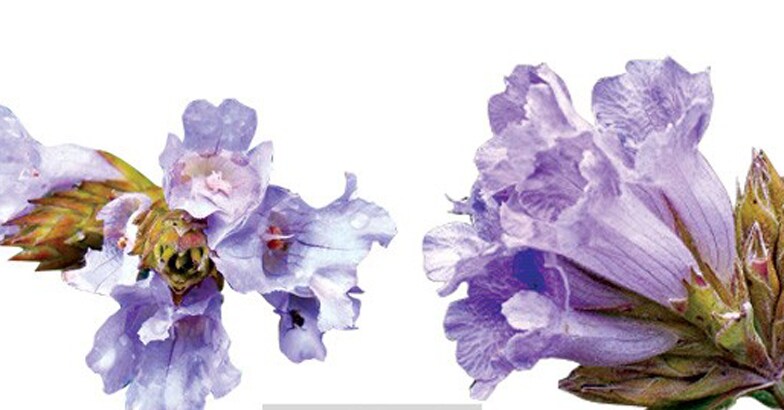 neelakurinj1 neelakurinj1