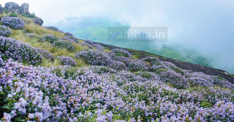 neelakurinj3 neelakurinj3