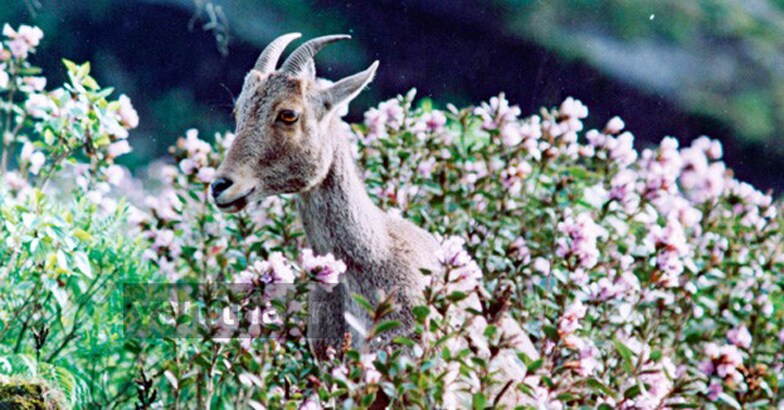 neelakurinj5 neelakurinj5