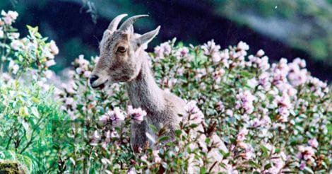 neelakurinj5 neelakurinj5