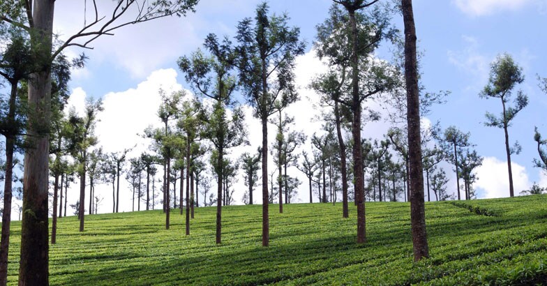 വാൽപ്പാറയിലെ-തേയിലത്തോട്ടങ്ങൾ വാൽപ്പാറയിലെ-തേയിലത്തോട്ടങ്ങൾ