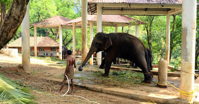 konni--Elephant-Reserve konni--Elephant-Reserve