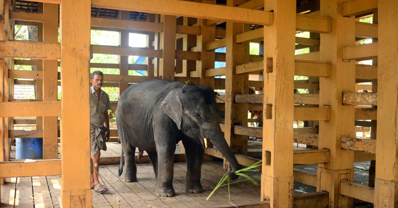 konni-Elephant-Reserve konni-Elephant-Reserve