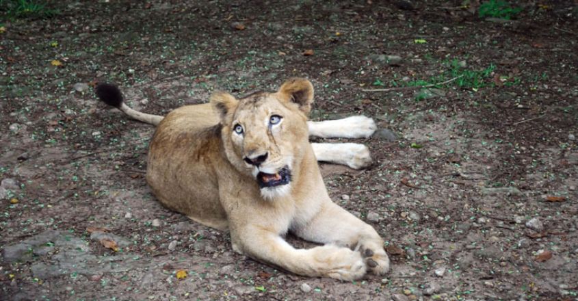 7lions-in-neyyar-