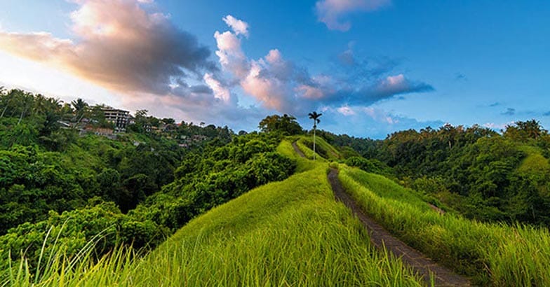 The famous Campuhan Ridge Walk in Ubud, Bali, Indonesia The famous Campuhan Ridge Walk in Ubud, Bali, Indonesia
