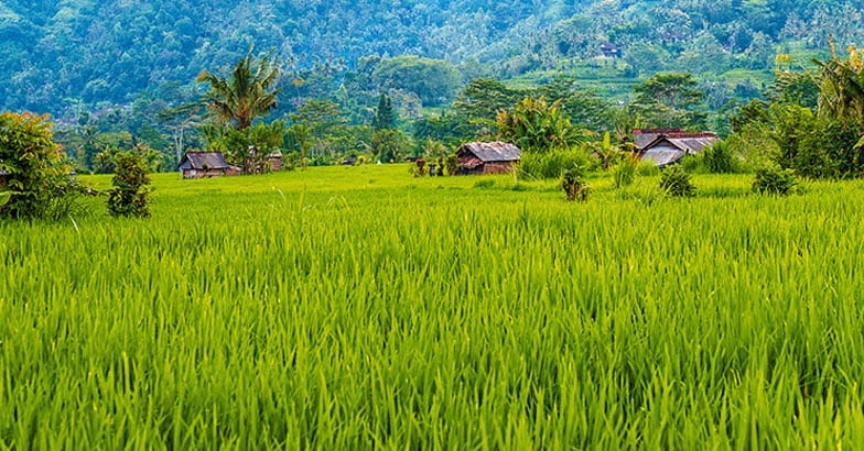 indonesia2 indonesia2
