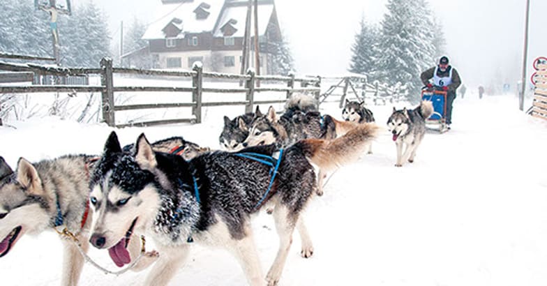 Dog sled race with huskies Dog sled race with huskies
