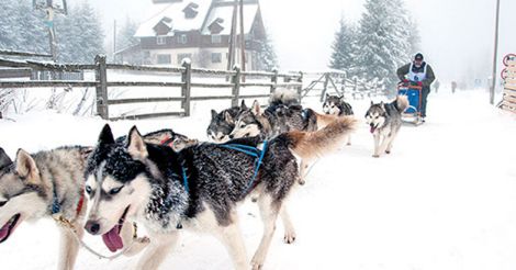 Dog sled race with huskies Dog sled race with huskies