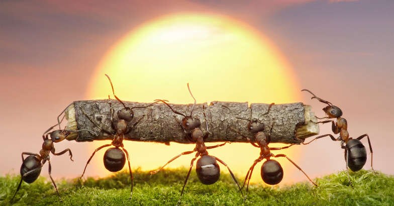 Ants Ants