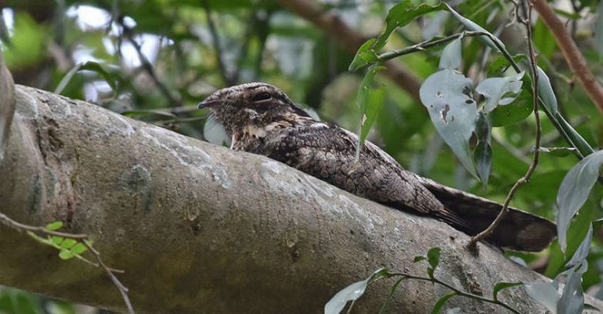 Jungle-Nightjar