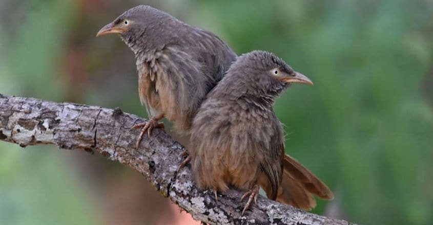 Jungle babblers