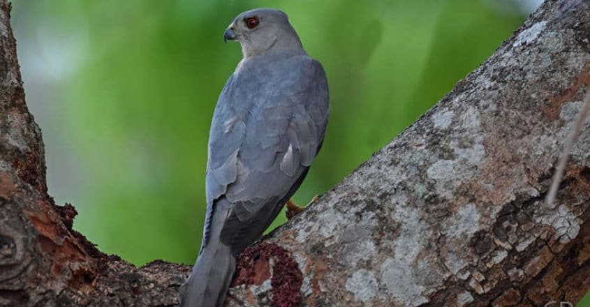 Shikra-malappuram