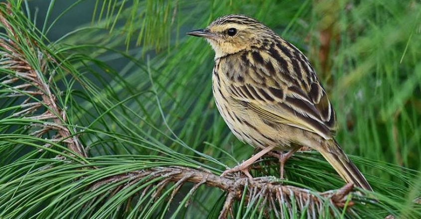 Nilgiri Pipit from Meesapulimala, Munnar