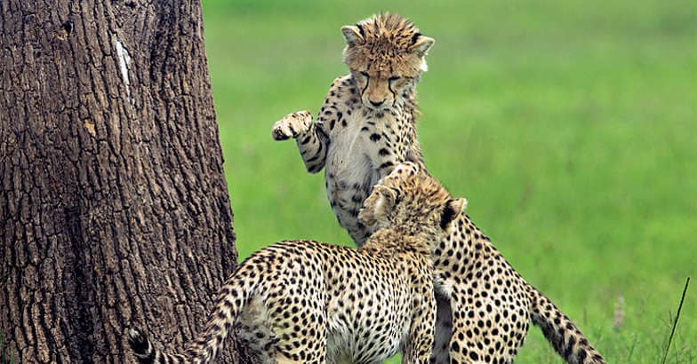 Naughty Fight Naughty Fight