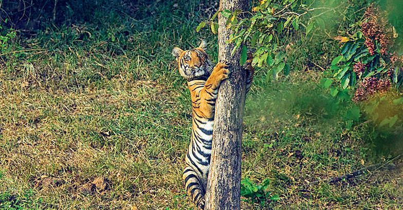 Tiger Tiger