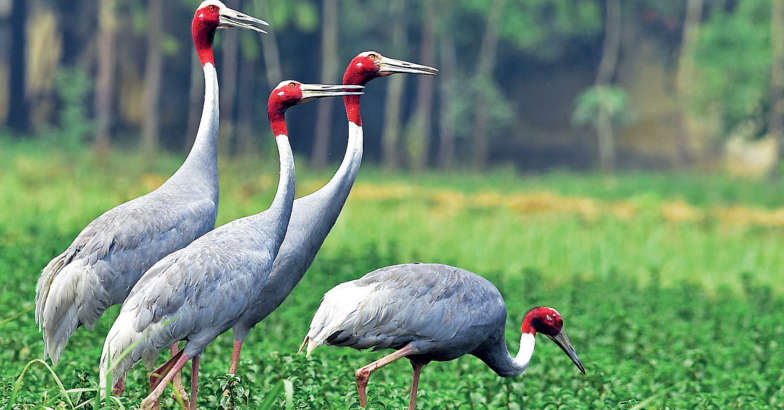 Birds Birds