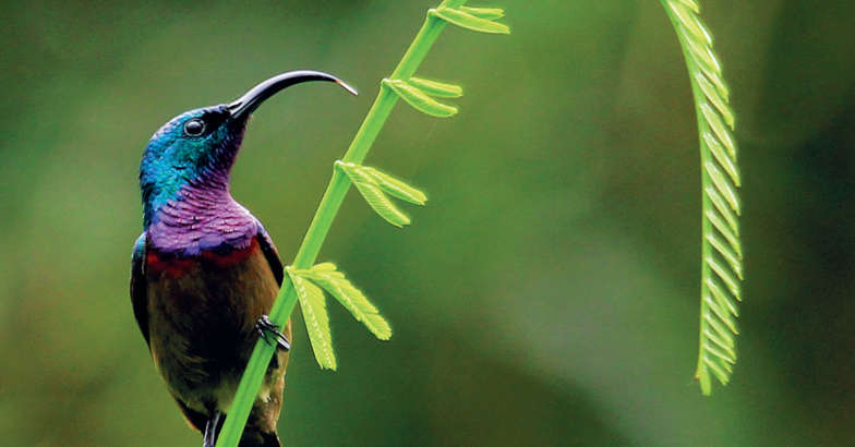 Bird Bird