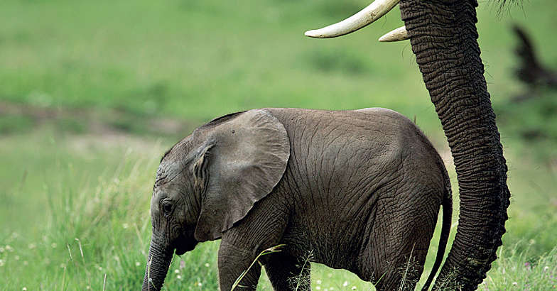 Elephant Calf Elephant Calf