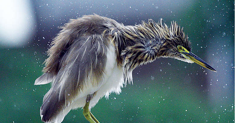 Bird Bird
