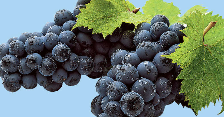 Grapes Grapes