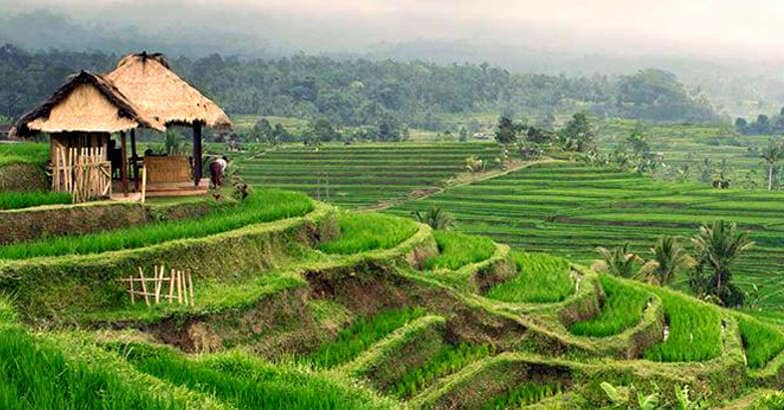 ubud-paddy-fields ubud-paddy-fields