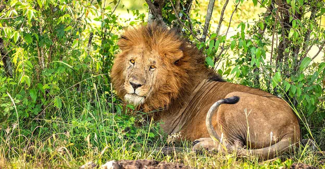 lion Male lion. Photo: Gunter Nuyts/www.shutterstock.com