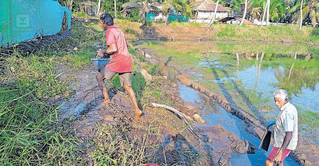 ആശങ്കയുടെ വേലിയേറ്റം; കൃഷി ആരംഭിച്ച പാടശേഖരങ്ങളിൽ ഭീഷണിയായി വേലിയേറ്റം ...