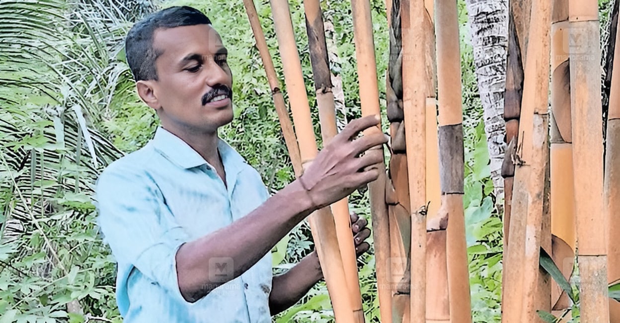 Youth makes green shield with 15 bamboo varieties along Payaswini river
