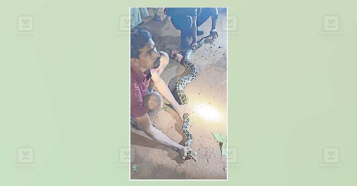 സലാമിനെ കണ്ട പെരുമ്പാമ്പ് പറഞ്ഞു: ഓക്കെ, സലാം! നാടിനെ വിറപ്പിച്ച കൂറ്റ ...