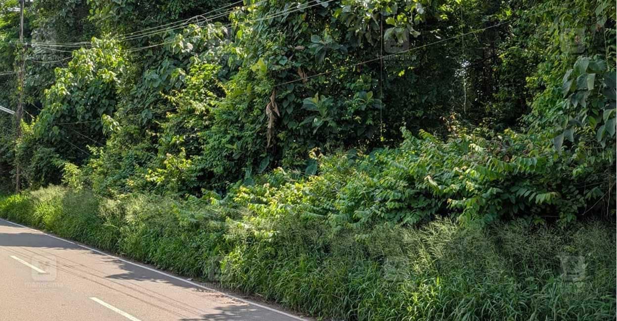 ഉപേക്ഷിച്ച പുരയിടം കോട്ടയത്ത് 25 കുടുംബങ്ങൾക്ക് ഭീഷണി