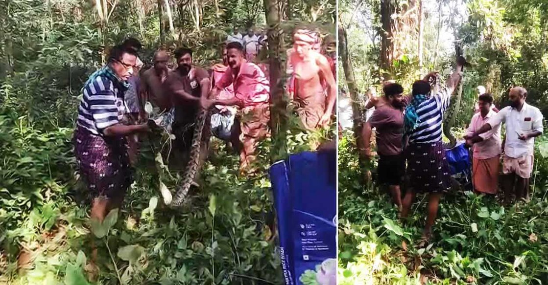 giant-python-rescue-pampady