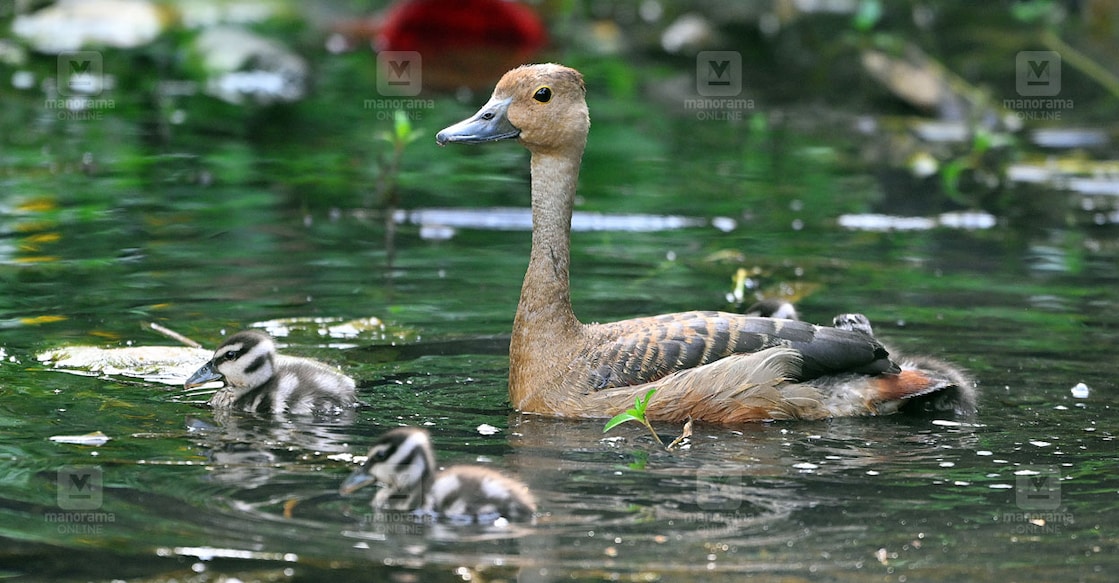 whistling-duck-vaniyambalam-3