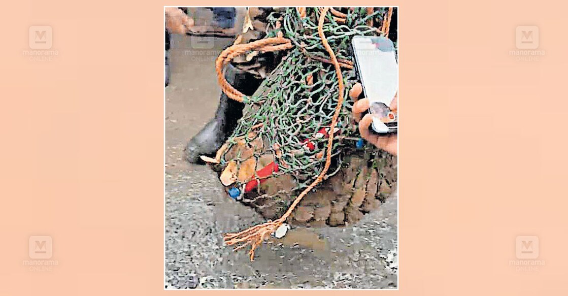 നാലുപേരെ ആക്രമിച്ച കാട്ടുപൂച്ചയെ പിടികൂടി | wildcat attack | forest ...